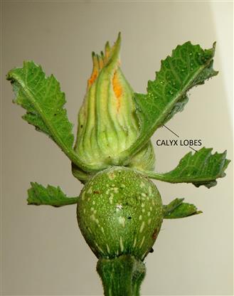 Cucurbita moschata